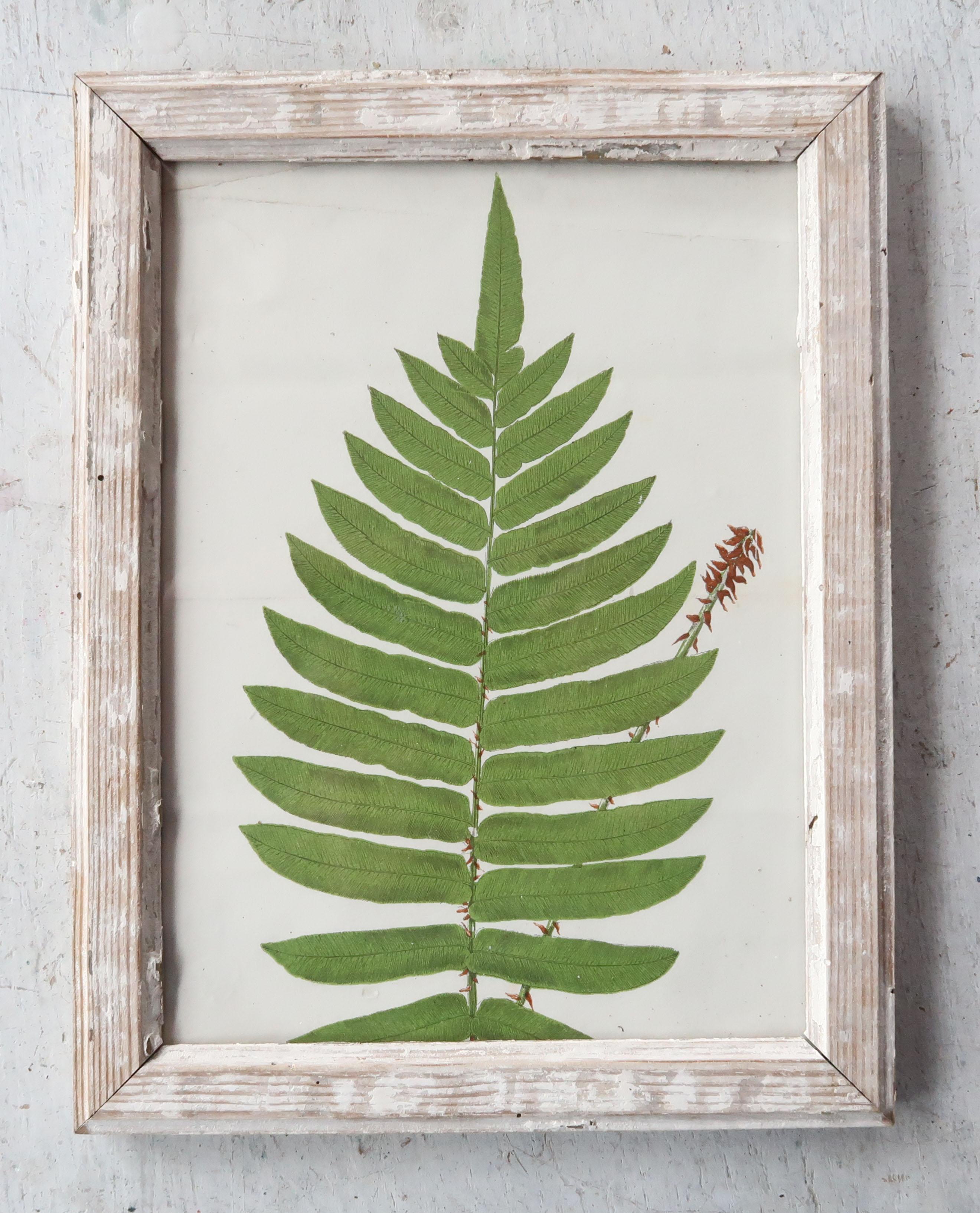 Great image of a fern presented in a distressed antique lime-washed pine frame.

Lithograph with original color.

Published, C.1850

Free shipping.


 