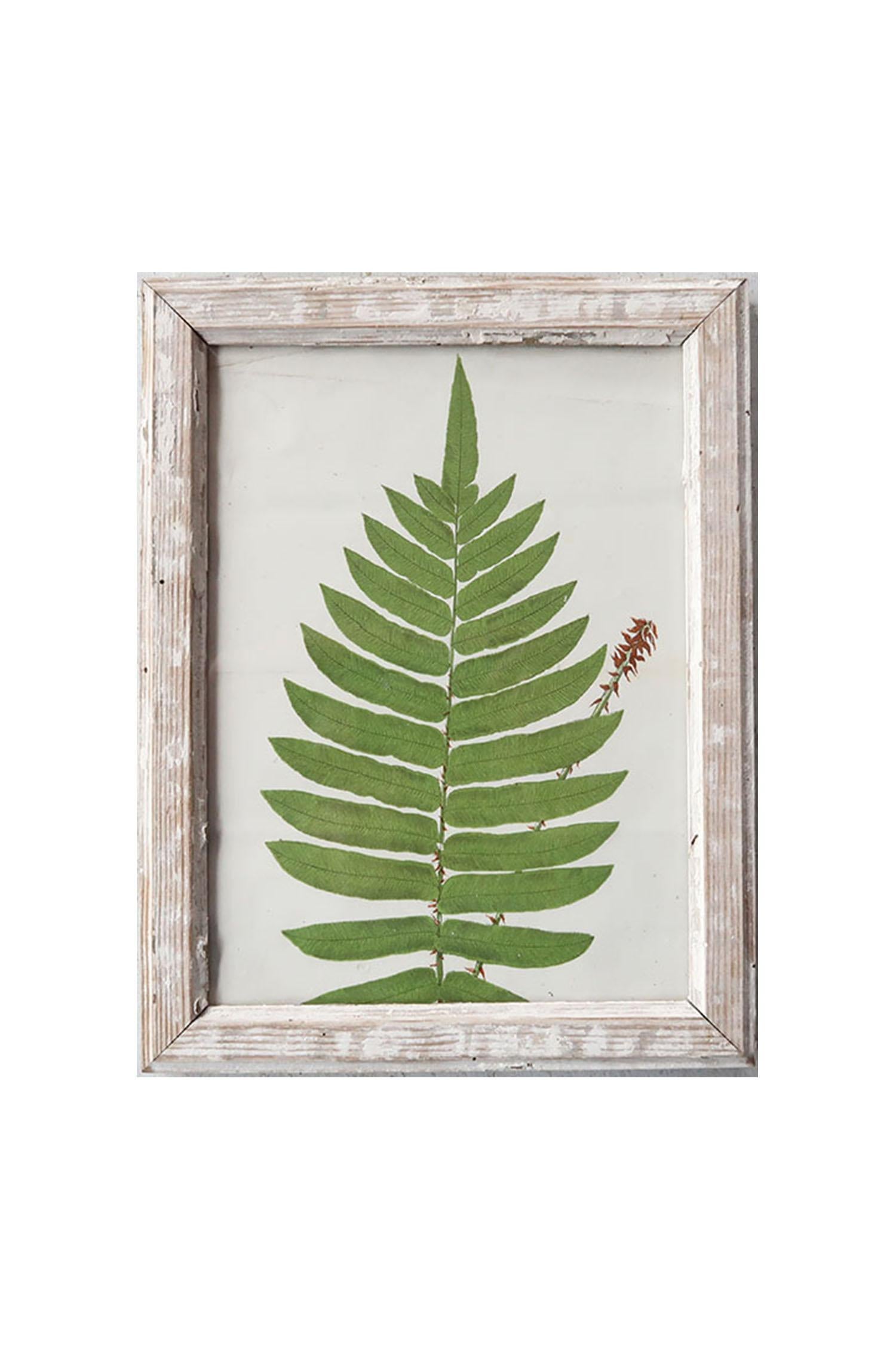 Folk Art Original Antique Print of A Fern, Circa 1850 For Sale