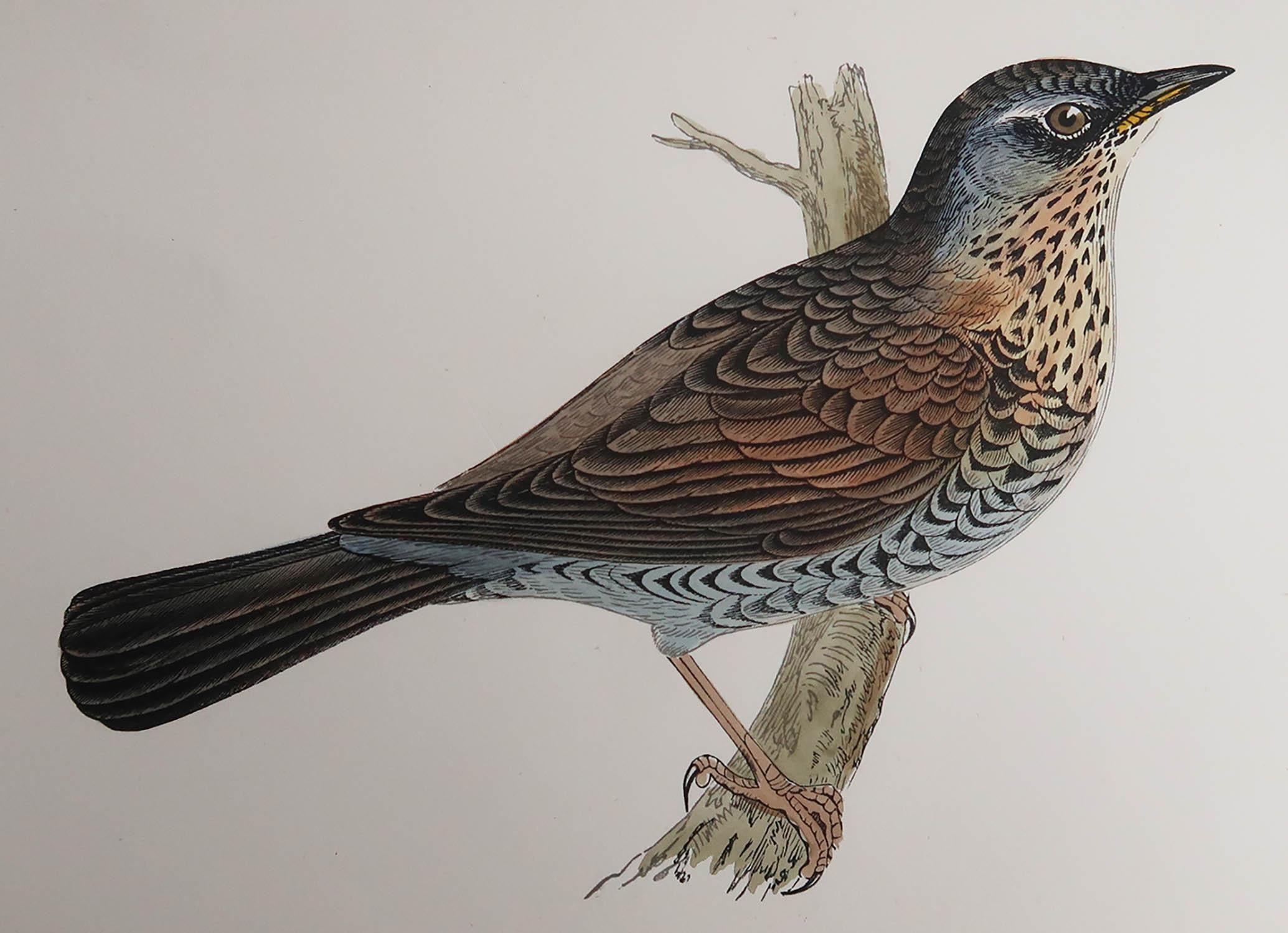 Great image of a Fieldfare

Unframed. It gives you the option of perhaps making a set up using your own choice of frames.

Lithograph after Alexander Francis Lydon.

Original hand color

Published, circa 1880

Free shipping.




