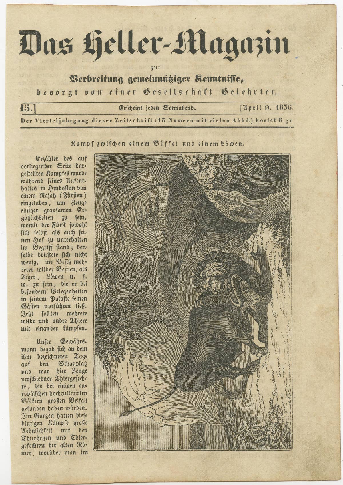 Original Antique German Print of Fight Between Buffalo and Lion
