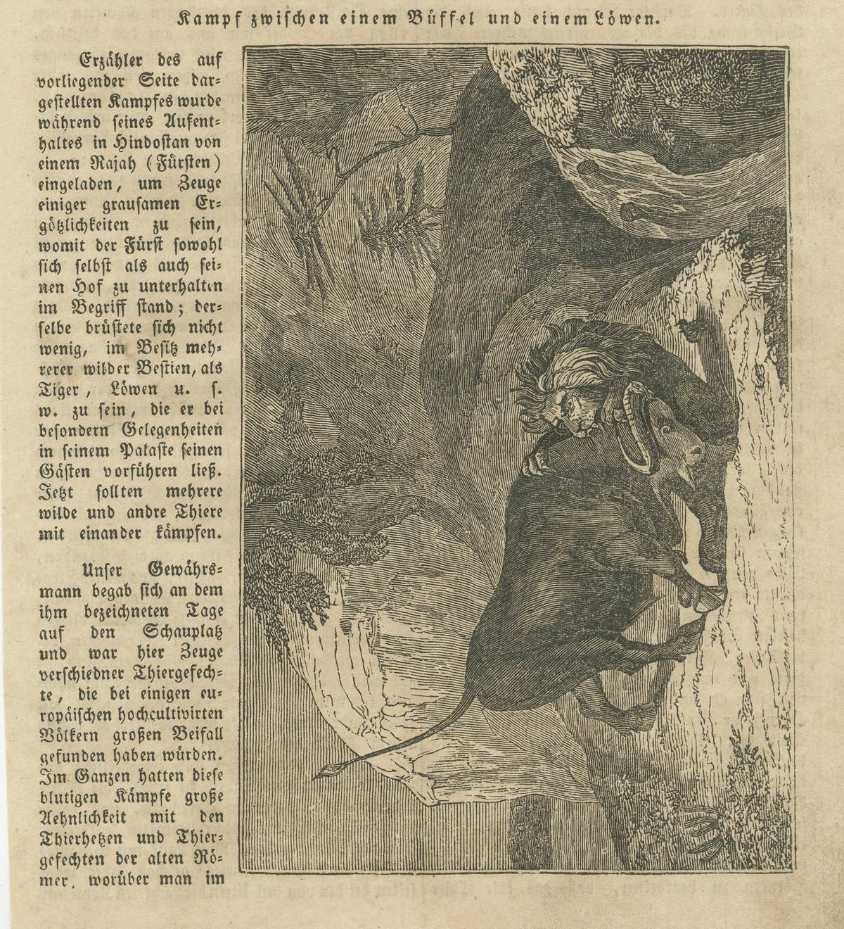 Original Antique German Print of Fight Between Buffalo and Lion