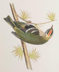 Original Antique Print of a Firecrest, circa 1880, 'Unframed'