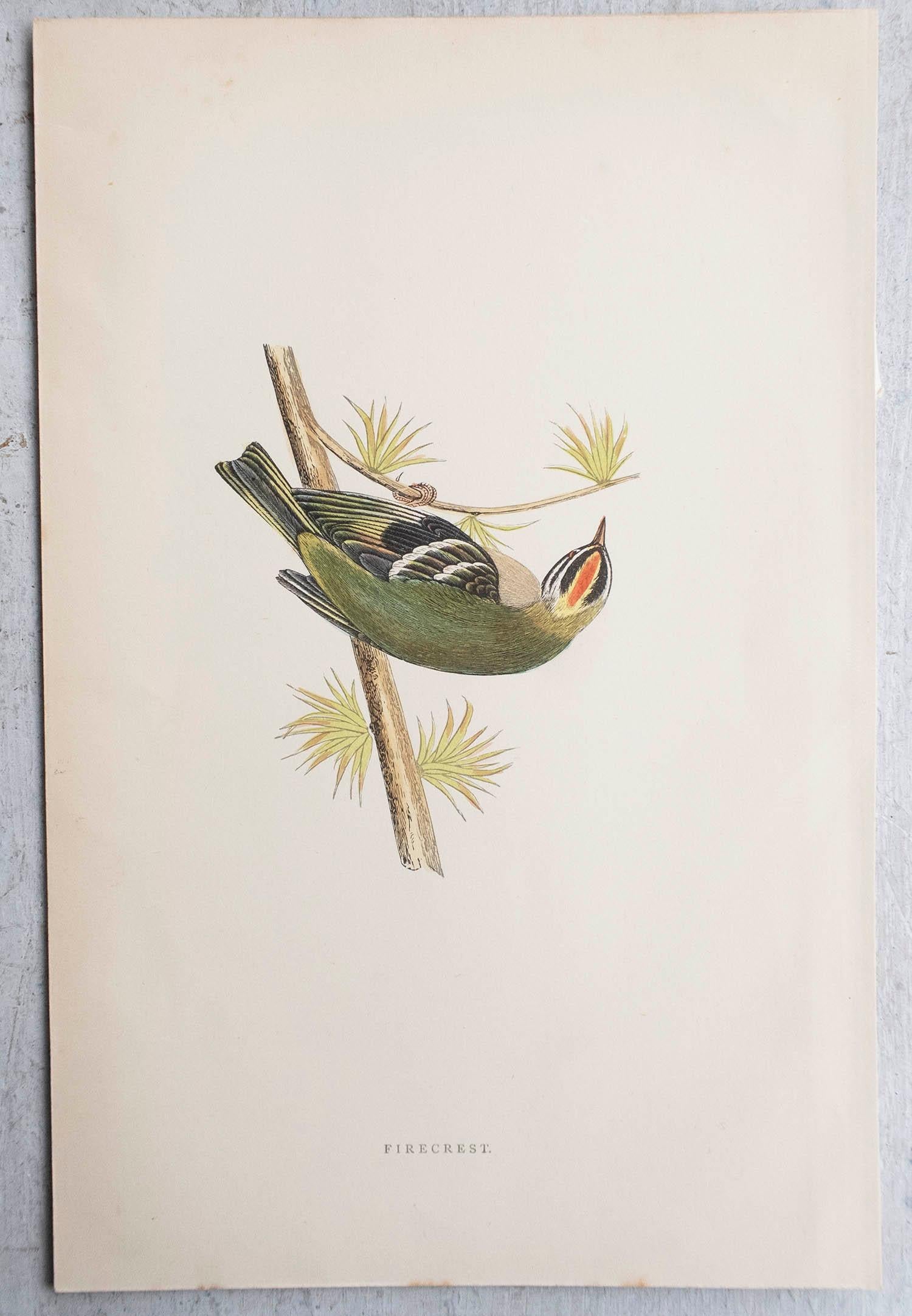 Anglais Gravure ancienne originale d'un Firecrest, vers 1880, 'non encadrée'. en vente