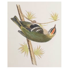 Antiker Originaldruck eines Sommergoldhähnchens, um 1880, 'ungerahmt'