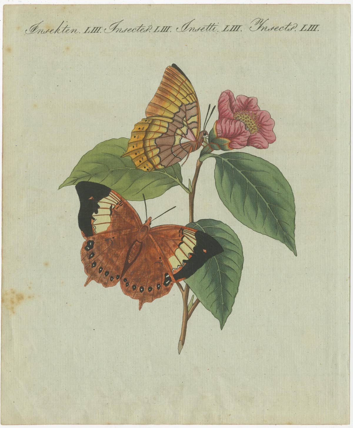 Original Antique Print of a Flower & Butterflies, Beautiful Hand Coloring, 1800