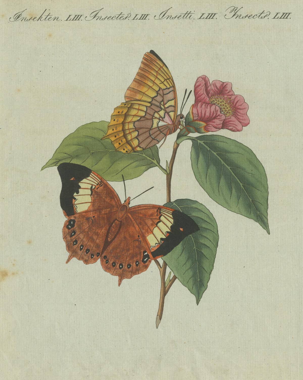 Original Antique Print of a Flower & Butterflies, Beautiful Hand Coloring, 1800