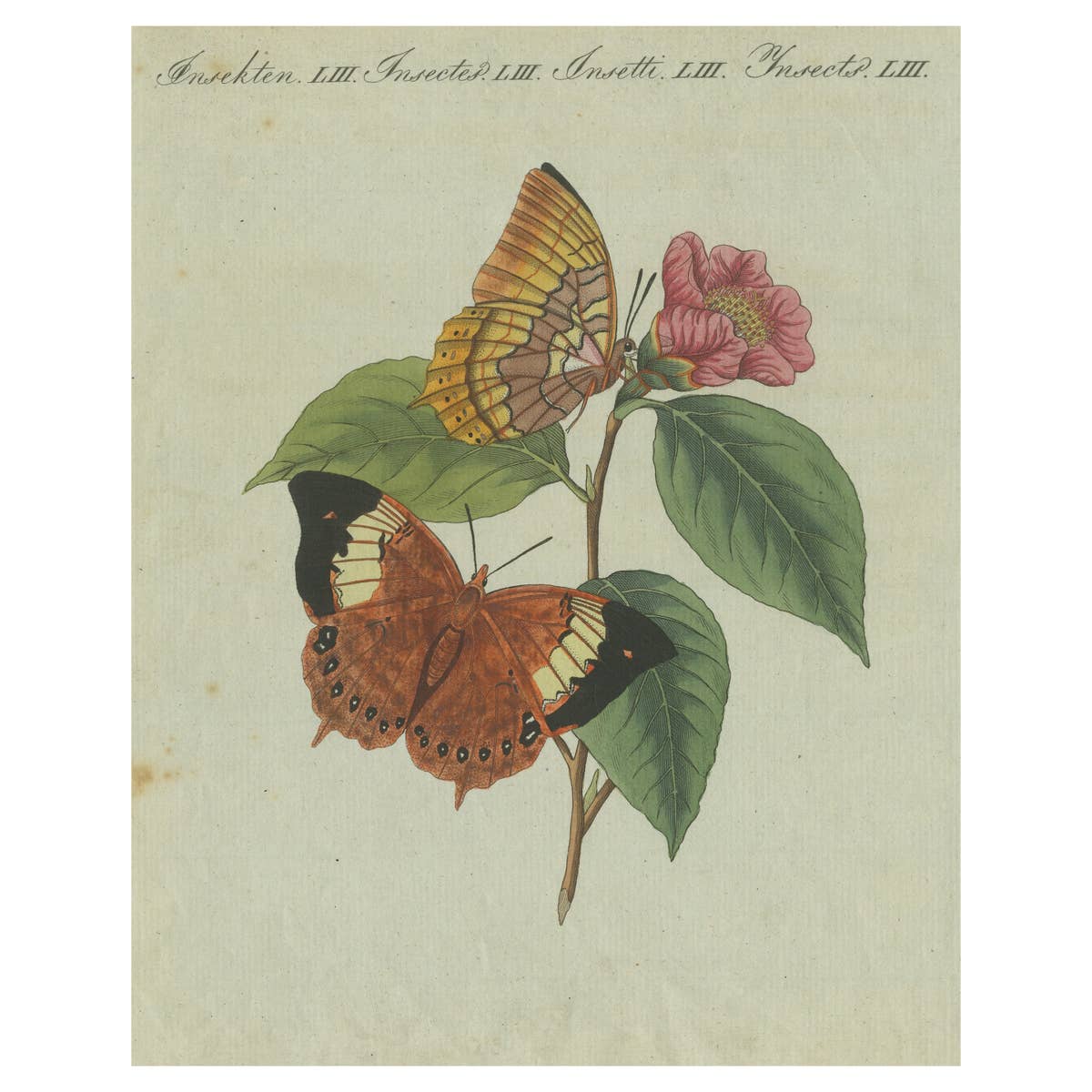 Original Antique Print of a Flower & Butterflies, Beautiful Hand Coloring, 1800