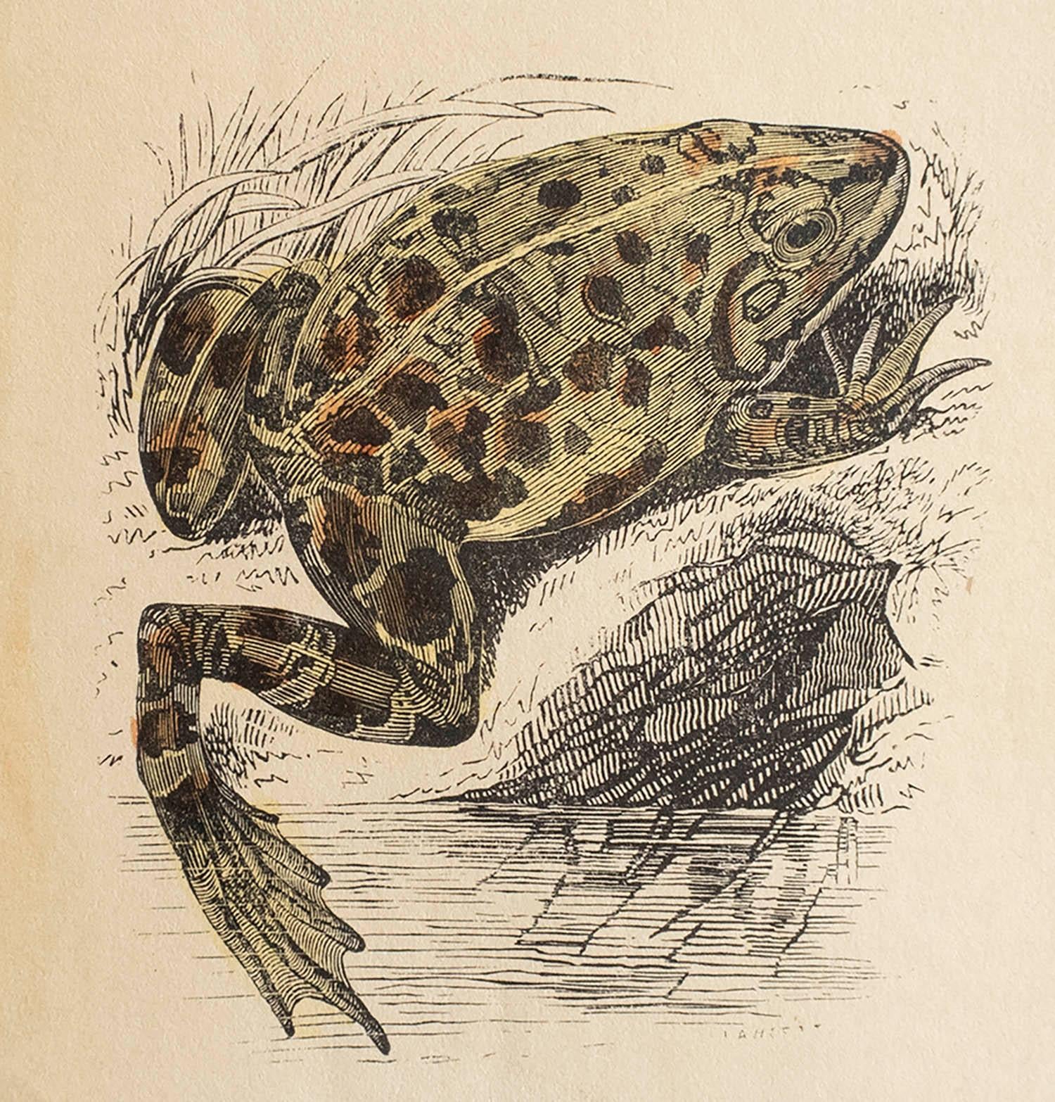 Great print of a frog

Lithograph

Original hand colour

Published, circa 1850

Unframed.



