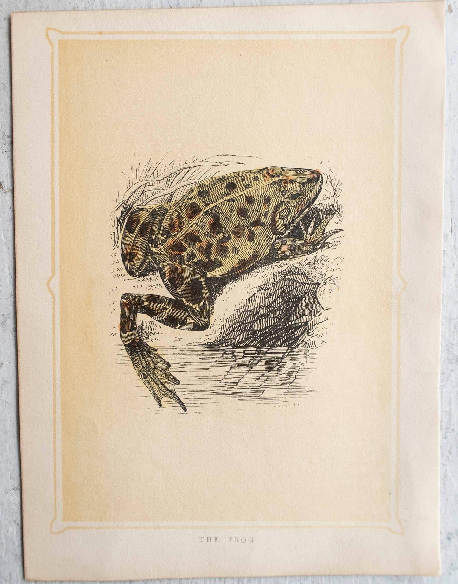Victorian  Original Antique Print of A Frog, circa 1850 For Sale