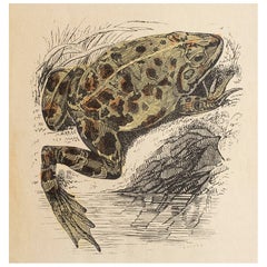 Original Antique Print of A Frog, circa 1850