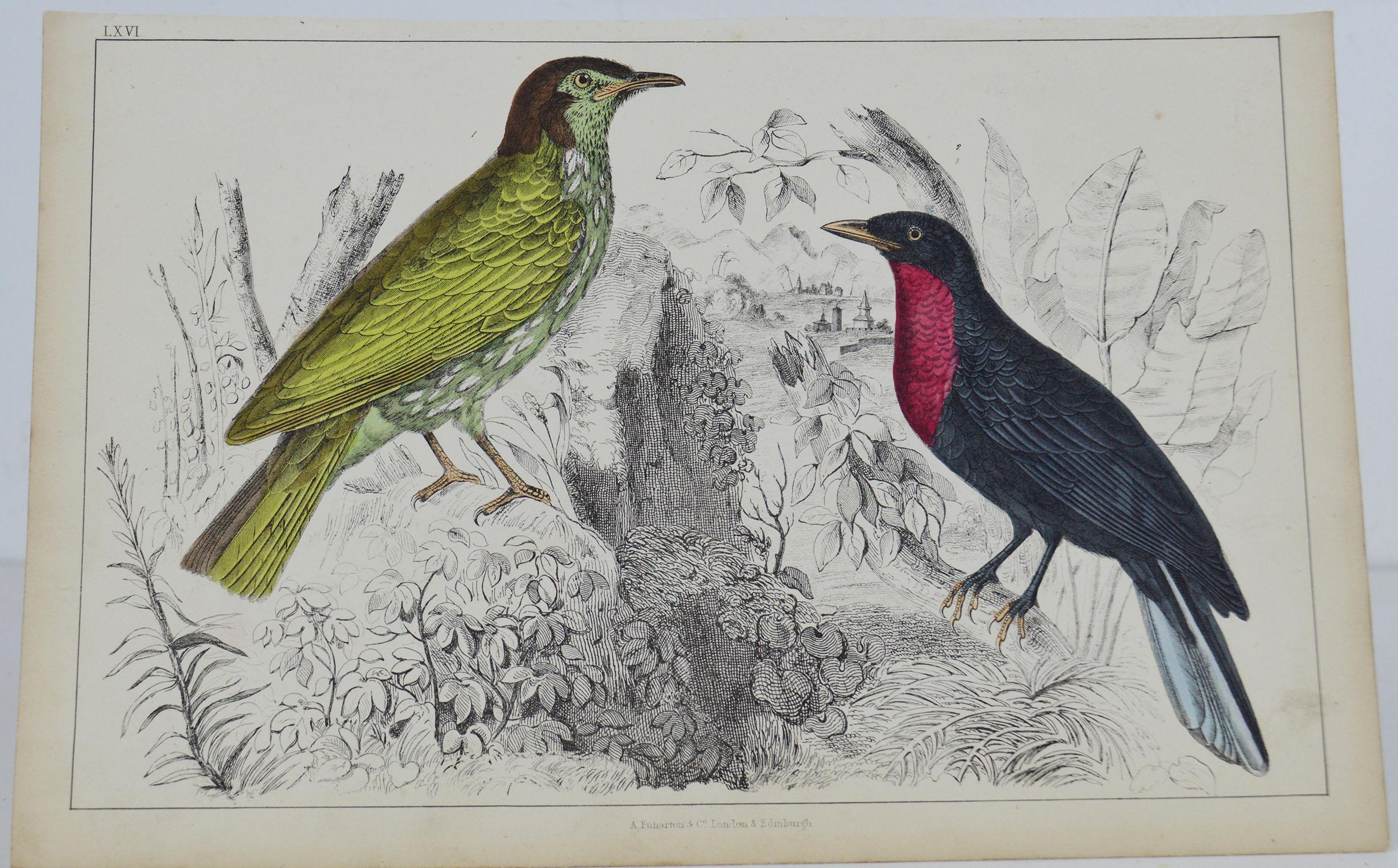 Great image of a fruit crow

Unframed. It gives you the option of perhaps making a set up using your own choice of frames.

Lithograph after Cpt. Brown with original hand color.

Published 1847.

Free shipping.




 