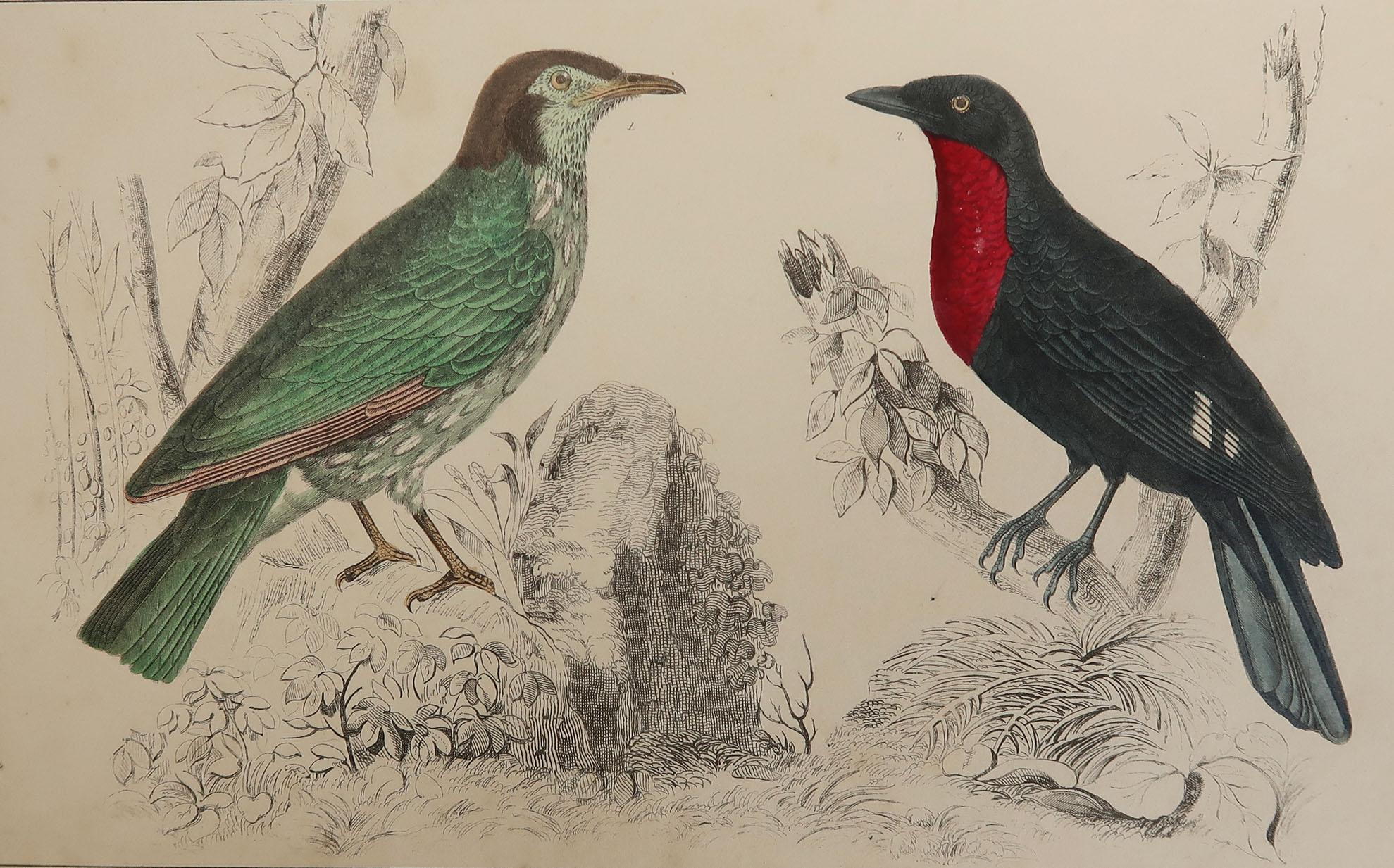 Great image of a fruit crow

Unframed. It gives you the option of perhaps making a set up using your own choice of frames.

Lithograph after Cpt. brown with original hand color.

Published, 1847.

Free shipping.




