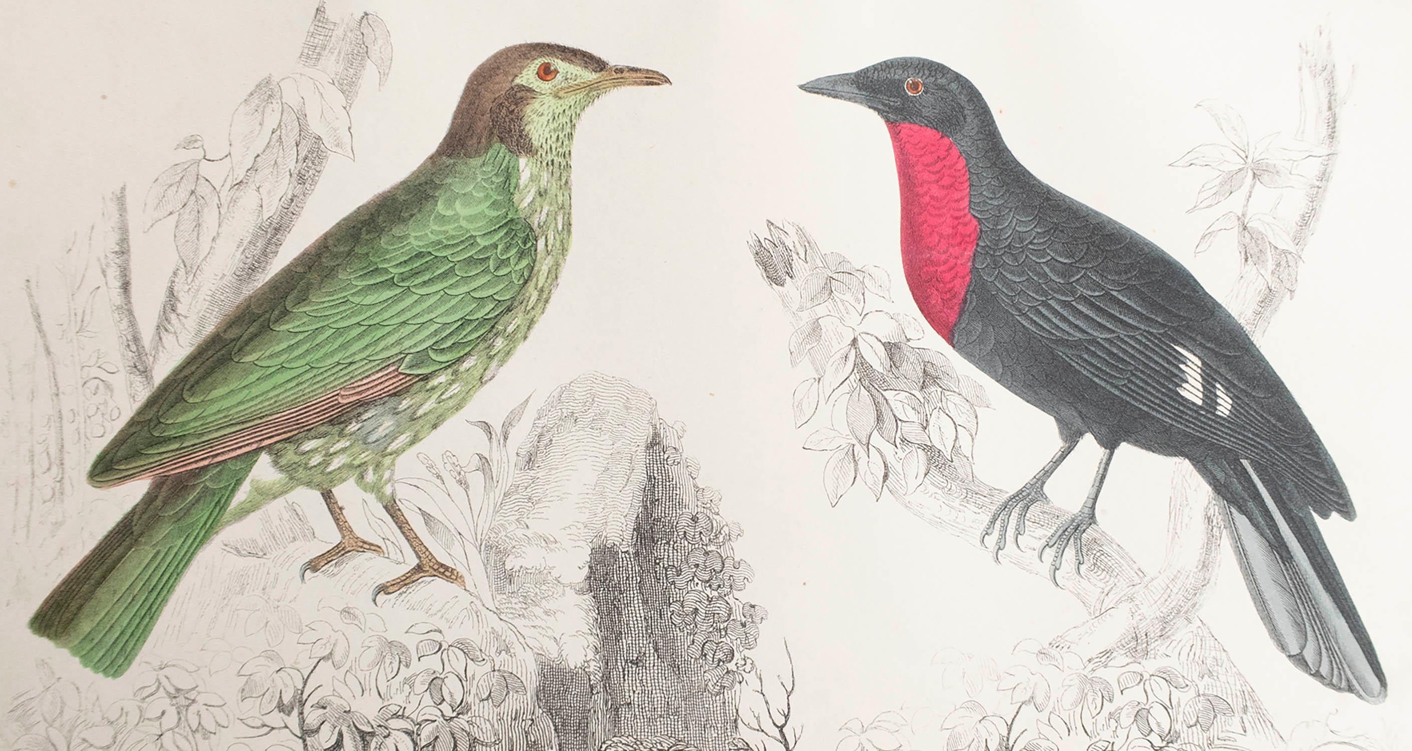 Great image of a fruit crow

Unframed. It gives you the option of perhaps making a set up using your own choice of frames.

Lithograph after Cpt. brown with original hand color.

Published, 1847.

Free shipping.




 