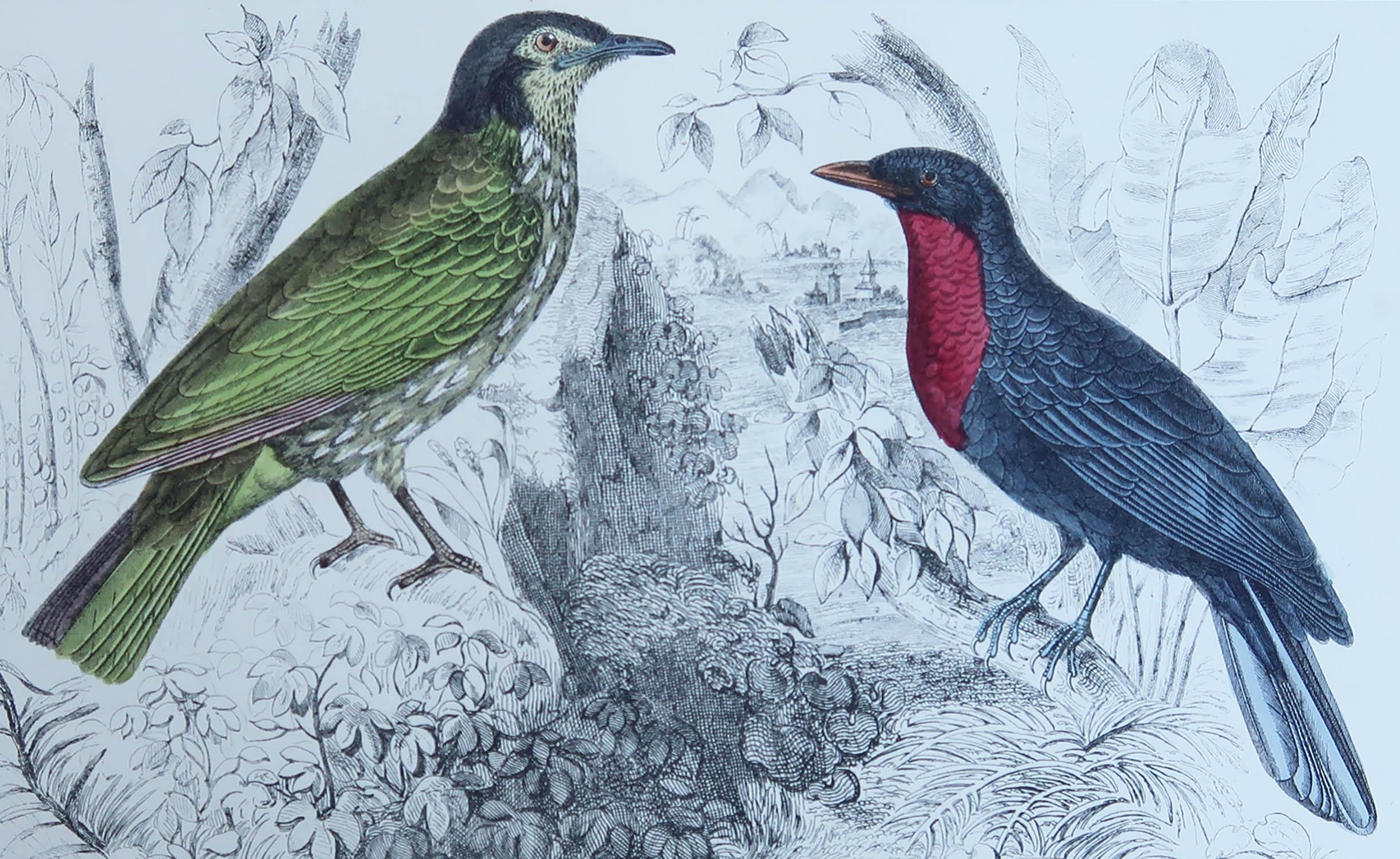 Great image of a fruit crow

Unframed. It gives you the option of perhaps making a set up using your own choice of frames.

Lithograph after Cpt. brown with original hand color.

Published, 1847.

Free shipping.




 