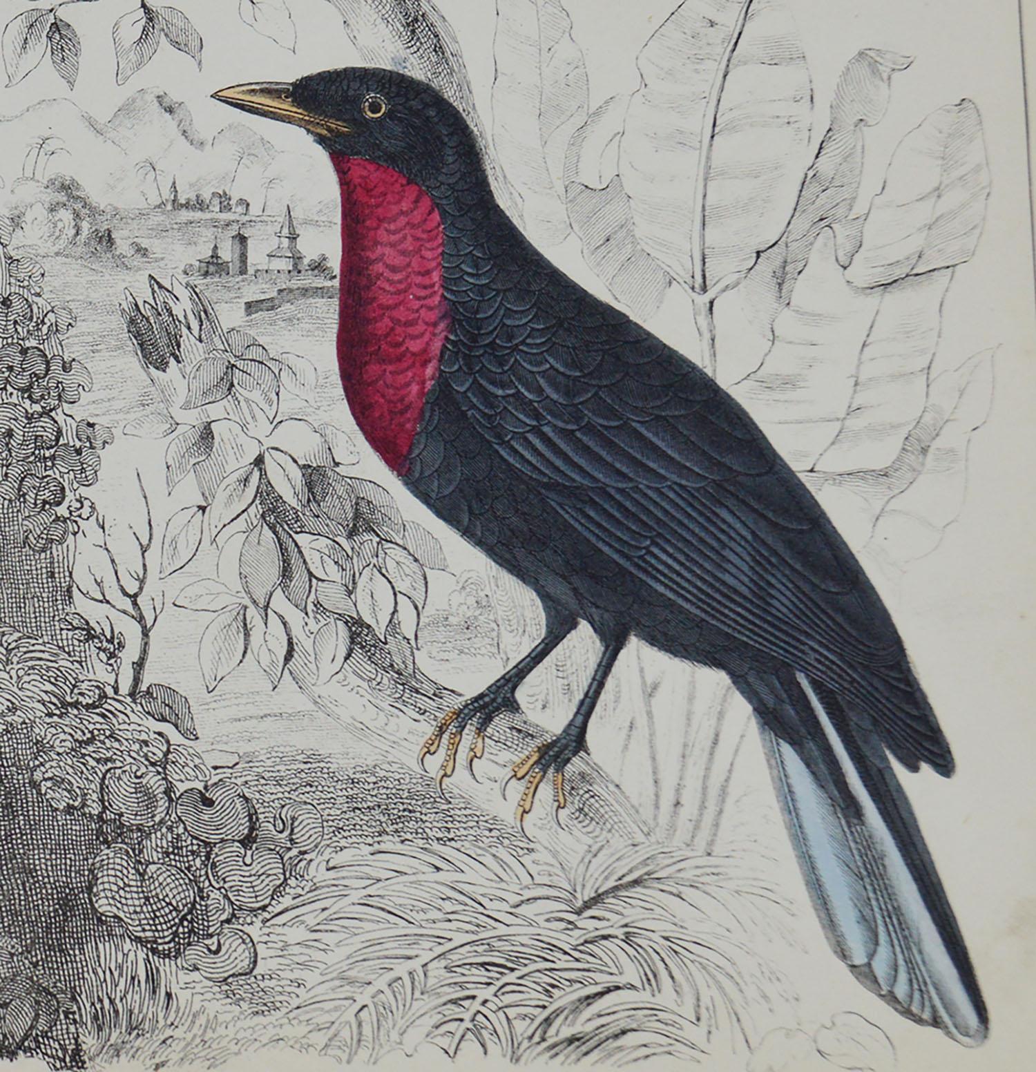 Folk Art Original Antique Print of a Fruit Crow, 1847 'Unframed'