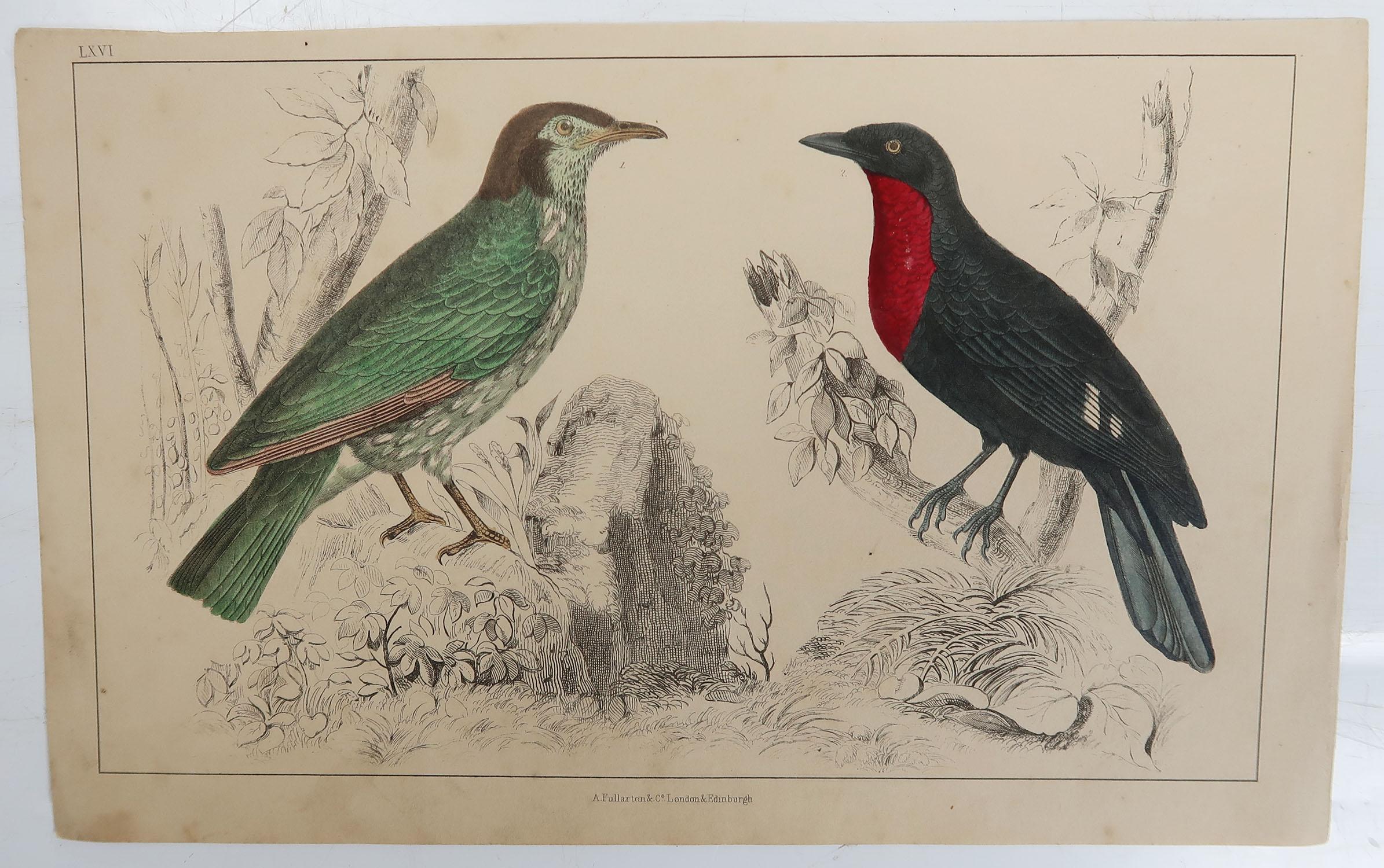 Folk Art Original Antique Print of a Fruit Crow, 1847 'Unframed'