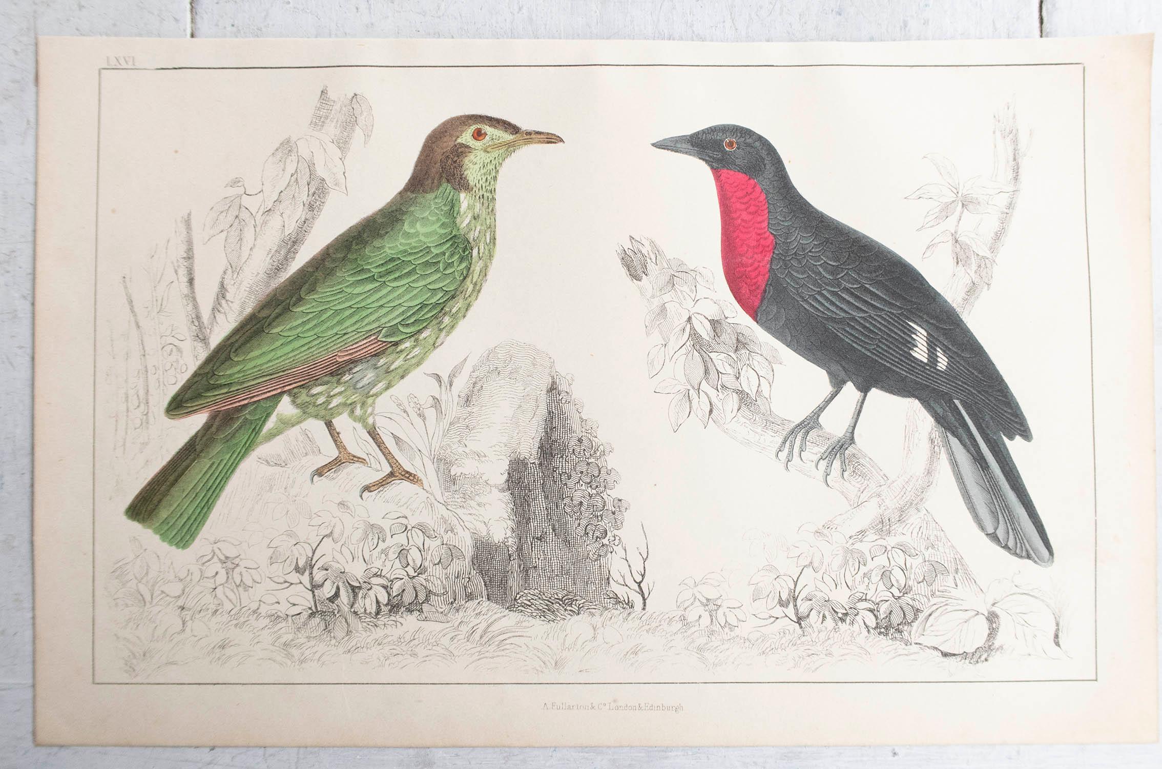 Folk Art Original Antique Print of a Fruit Crow, 1847 'Unframed'