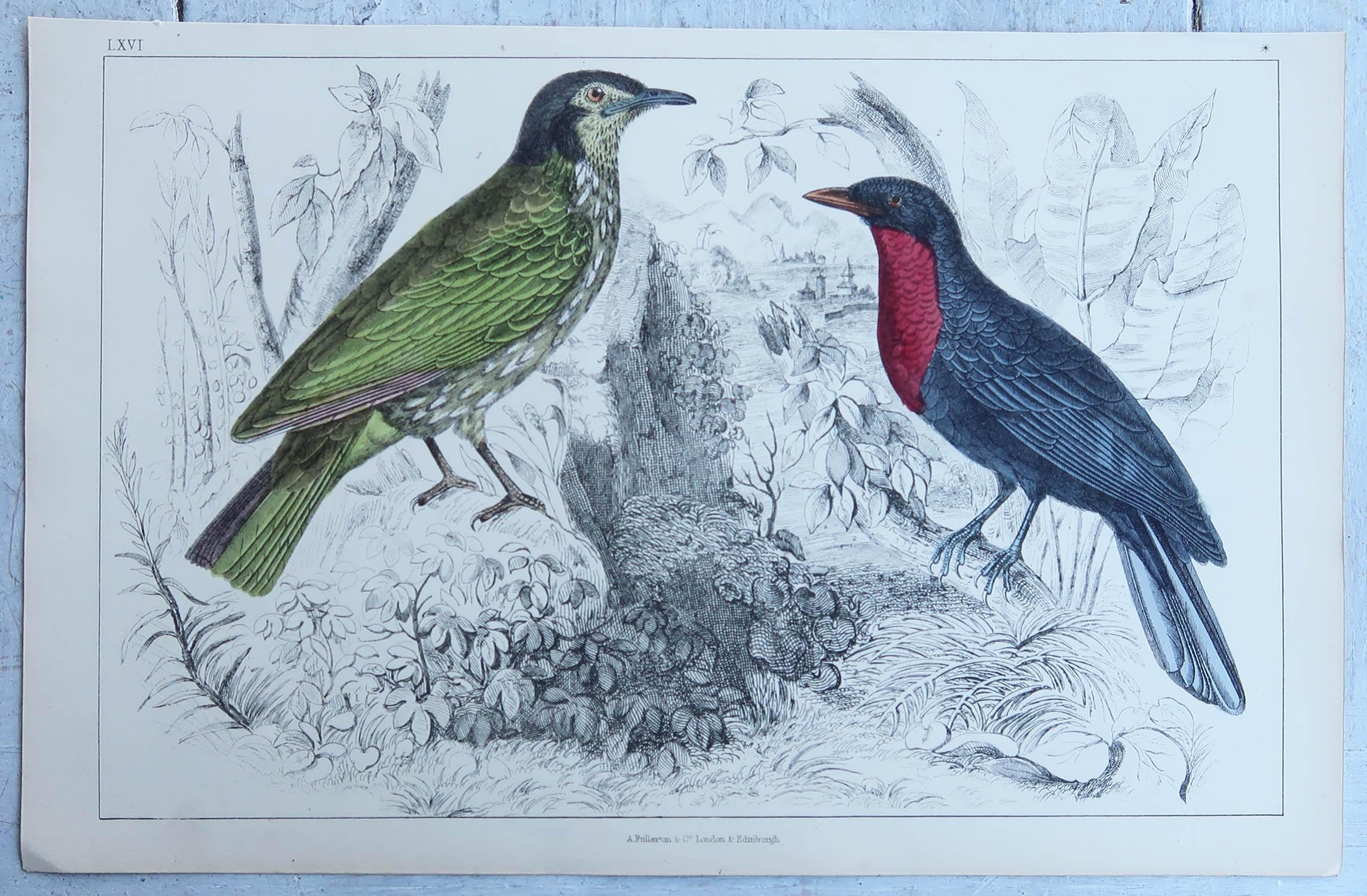 Folk Art Original Antique Print of a Fruit Crow, 1847 'Unframed' For Sale