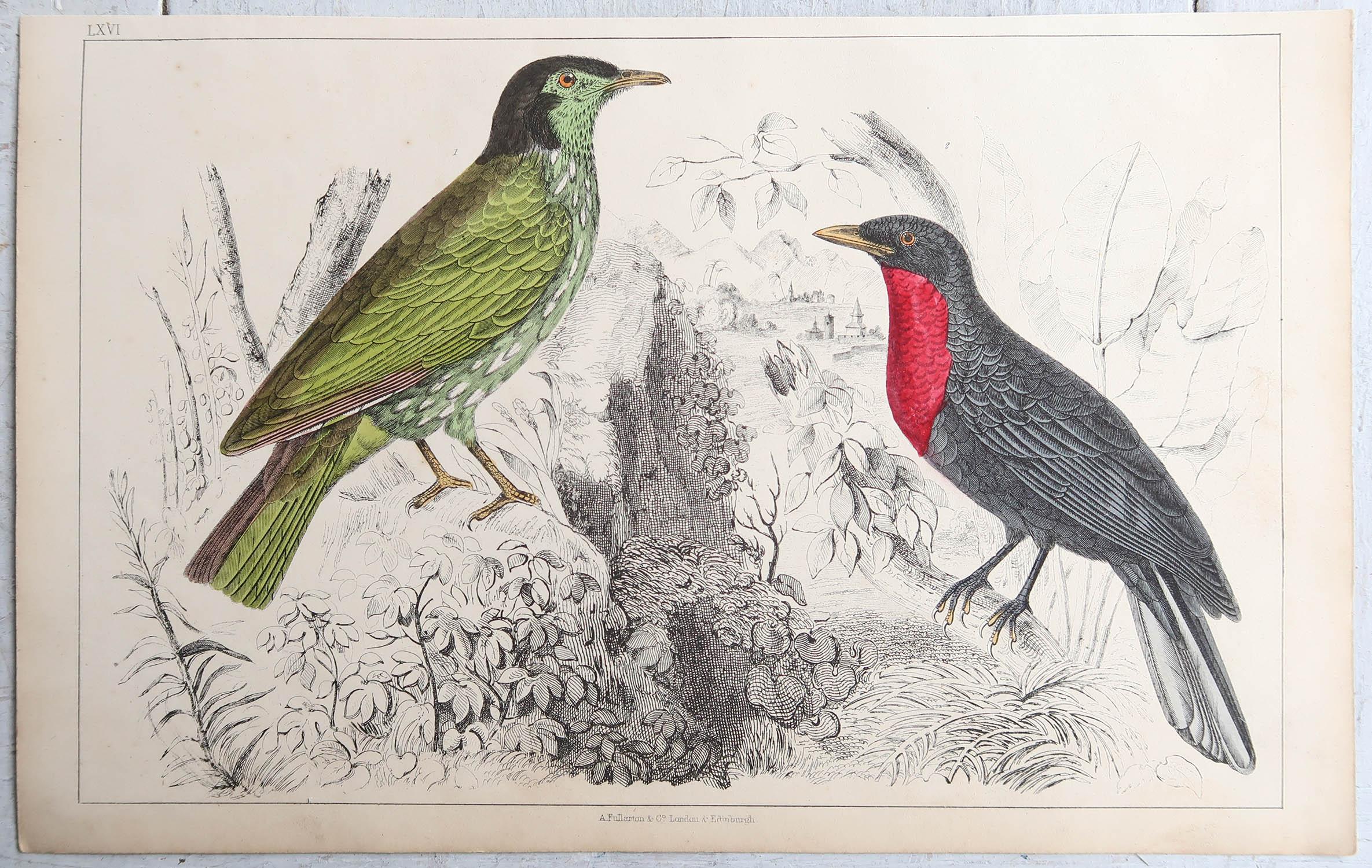 English Original Antique Print of a Fruit Crow, 1847 'Unframed'