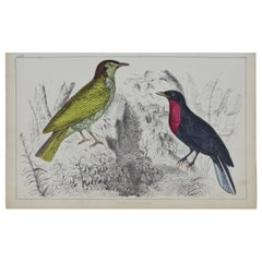 Original Antique Print of a Fruit Crow, 1847 'Unframed'