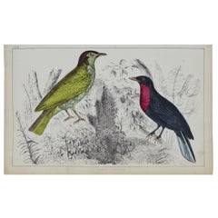 Original Antique Print of a Fruit Crow, 1847 'Unframed'