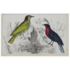 Original Antique Print of a Fruit Crow, 1847 
Unframed
