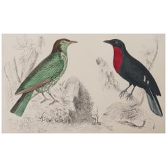 Original Antique Print of a Fruit Crow, 1847 
Unframed
