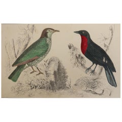 Original Antique Print of a Fruit Crow, 1847 
Unframed
