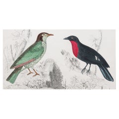 Original Antique Print of a Fruit Crow, 1847 
Unframed
