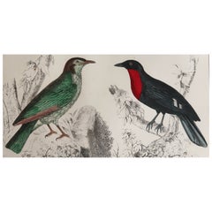 Original Antique Print of a Fruit Crow, 1847 
Unframed
