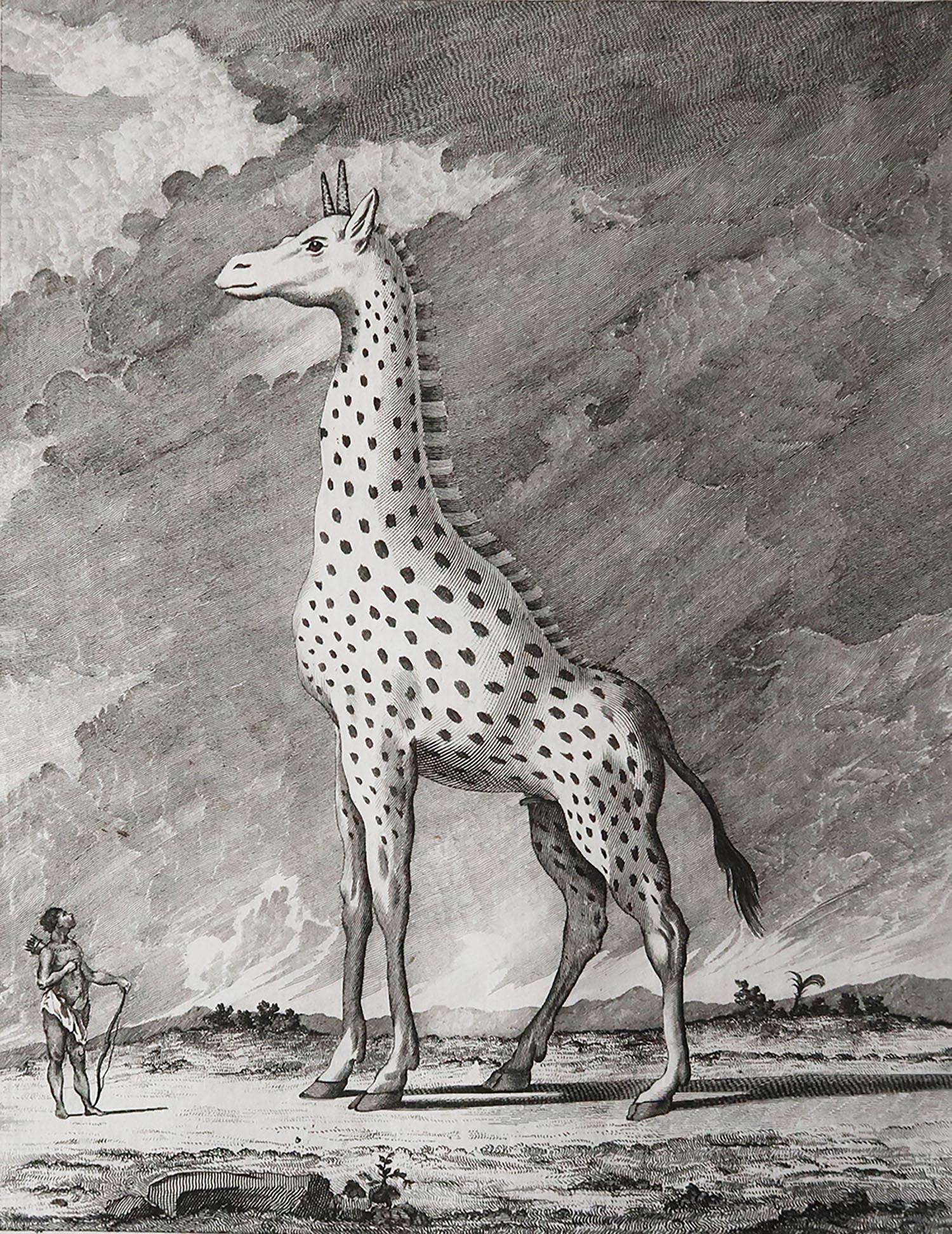 Great image of a giraffe

Copper-plate engraving

Published C.1790

Unframed.