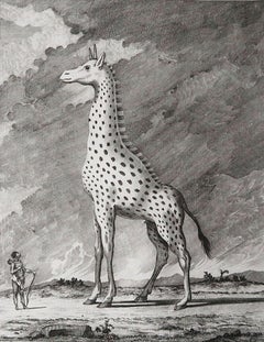 Original Antique Print of A Giraffe, Circa 1790