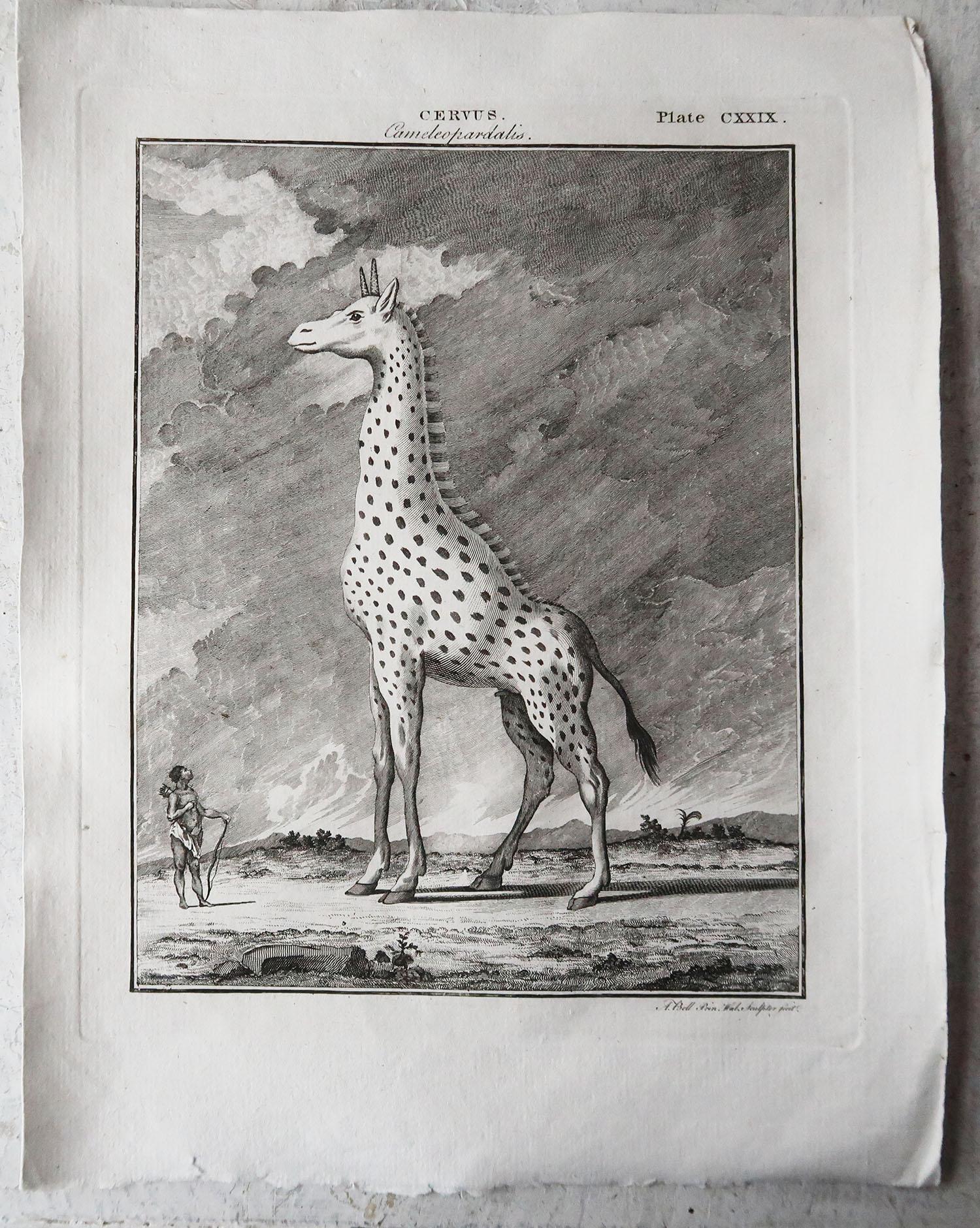 English Original Antique Print of A Giraffe, Circa 1790