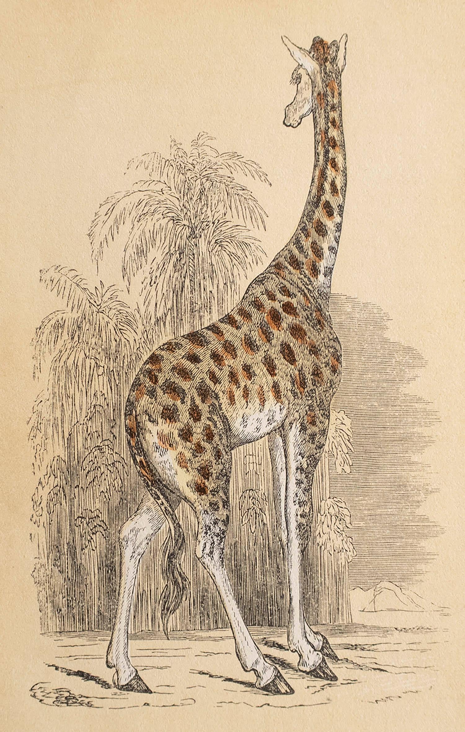 Great print of a giraffe

Lithograph

Original hand colour

Published, circa 1850

Unframed.



