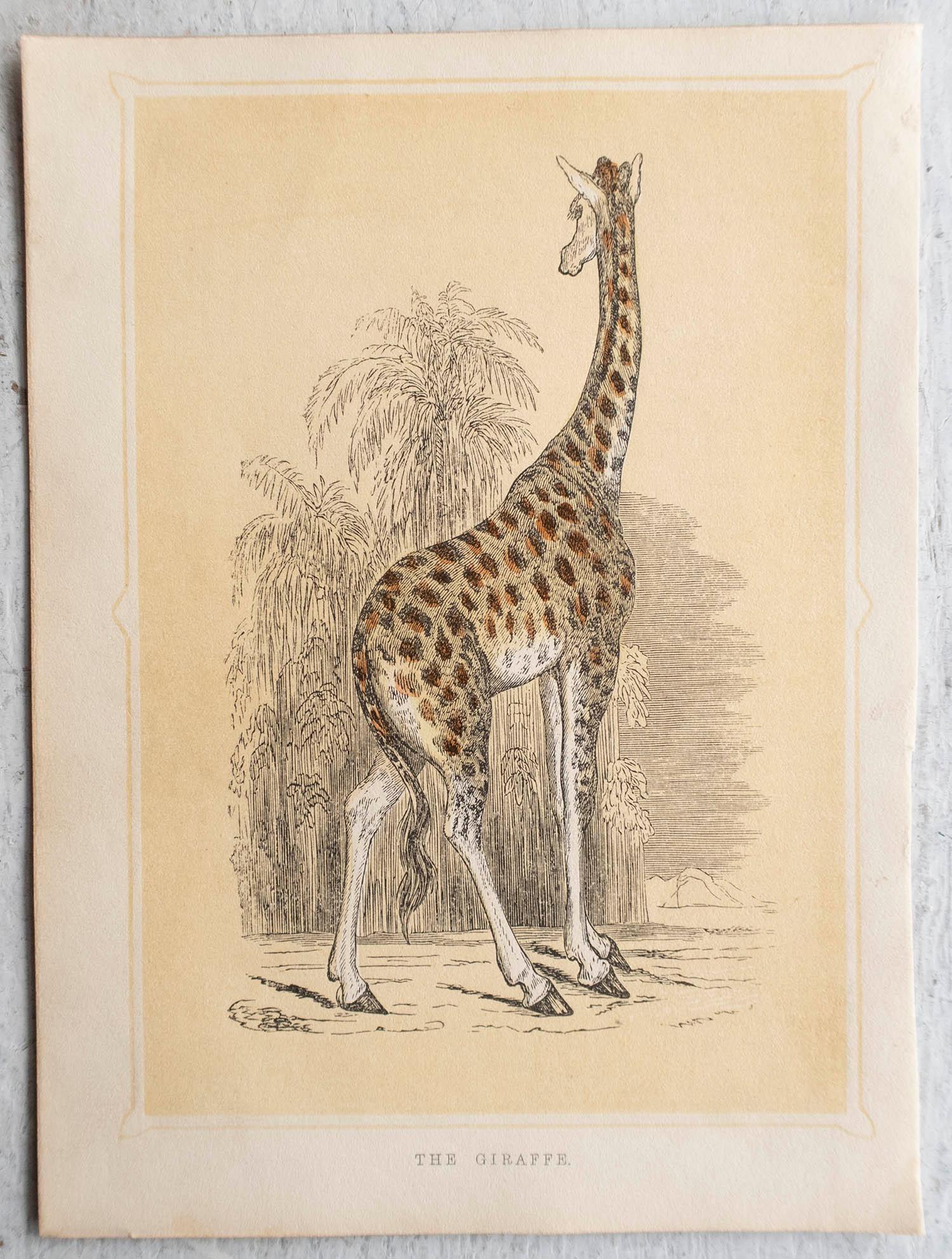 English  Original Antique Print of A Giraffe, circa 1850 For Sale