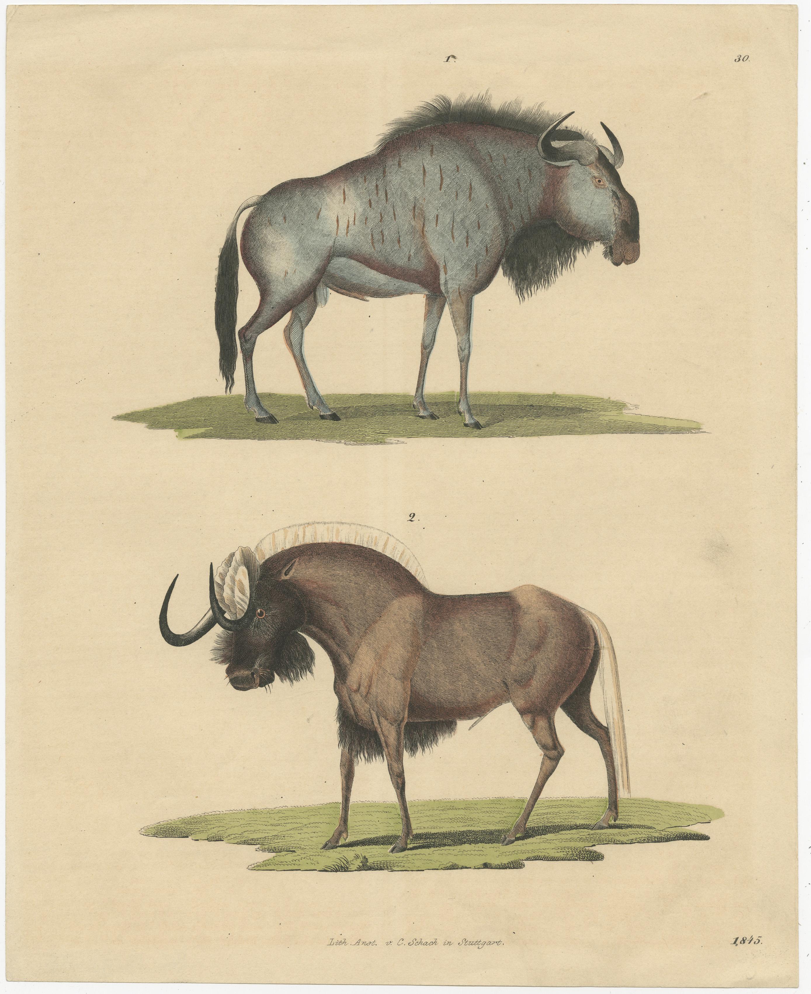 Titel: 1845 Handkolorierter Kupferstich von Wildebeest - Blue & Black Gnu von William Jardine

Beschreibung:Dieser exquisite handkolorierte Stich aus dem Jahr 1845 zeigt detaillierte Illustrationen zweier Gnu-Arten: das Streifengnu (Connochaetes