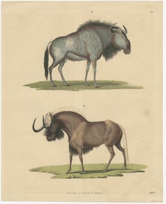1845 Hand-Colored Engraving of Wildebeest – Blue & Black Gnu