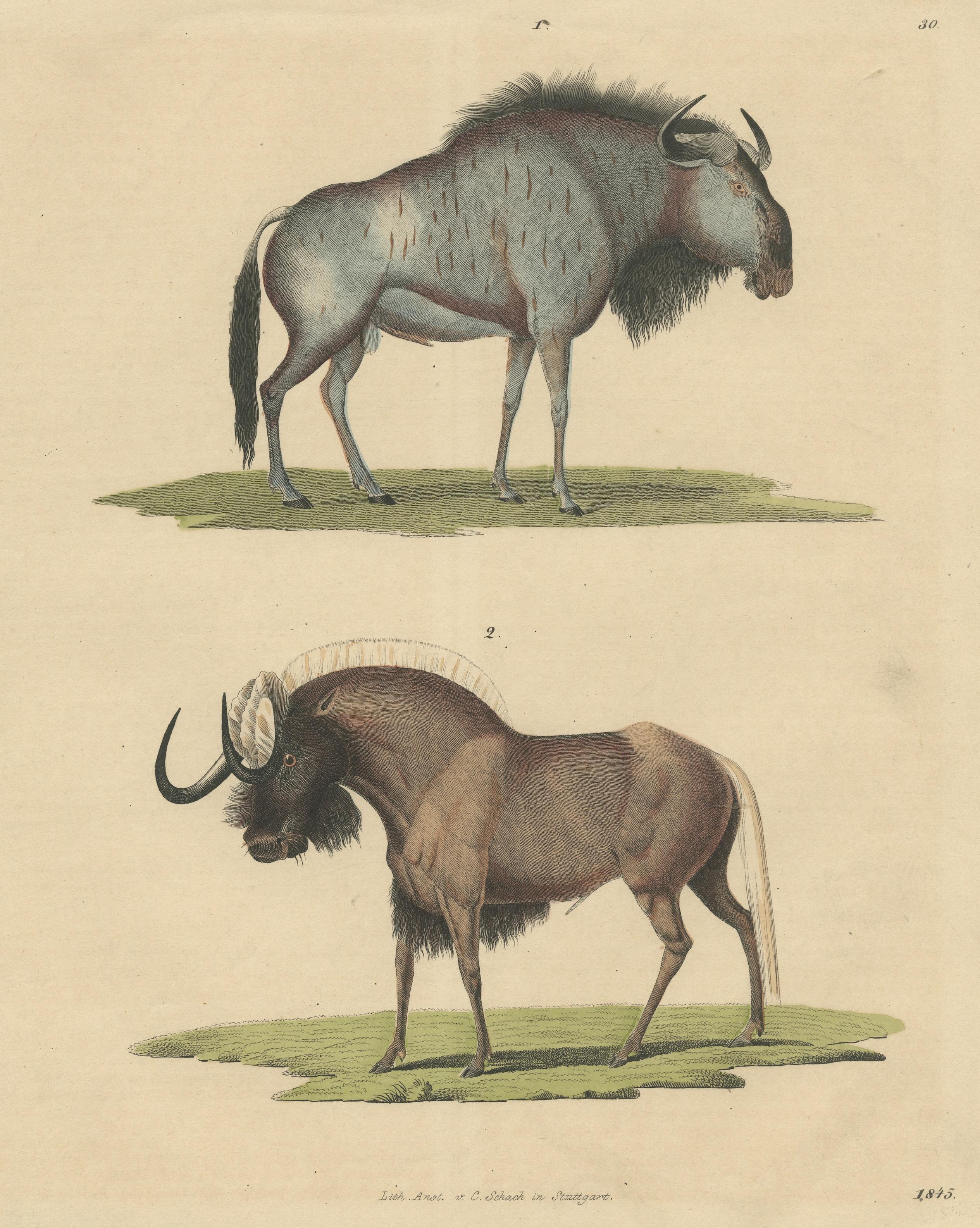gnu zeichnen