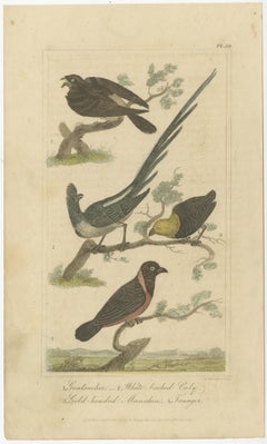 Stampa antica originale di una capinera, un succiacapre e altri uccelli, 1821
