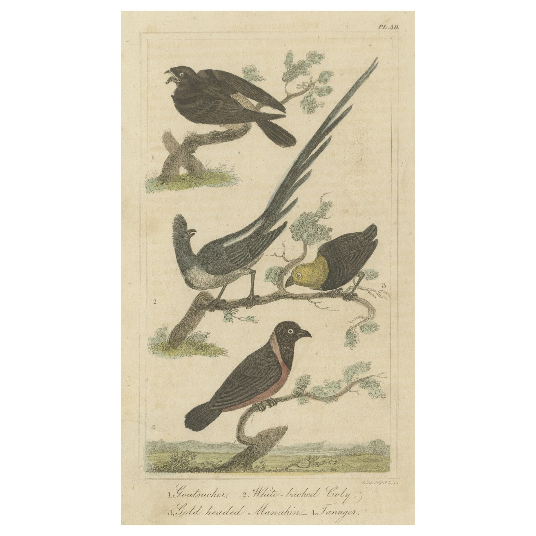 Impression ancienne originale d'un Goatsucker, une jarre et d'autres oiseaux, 1821