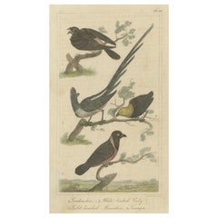 Impression ancienne originale d'un Goatsucker, une jarre et d'autres oiseaux, 1821