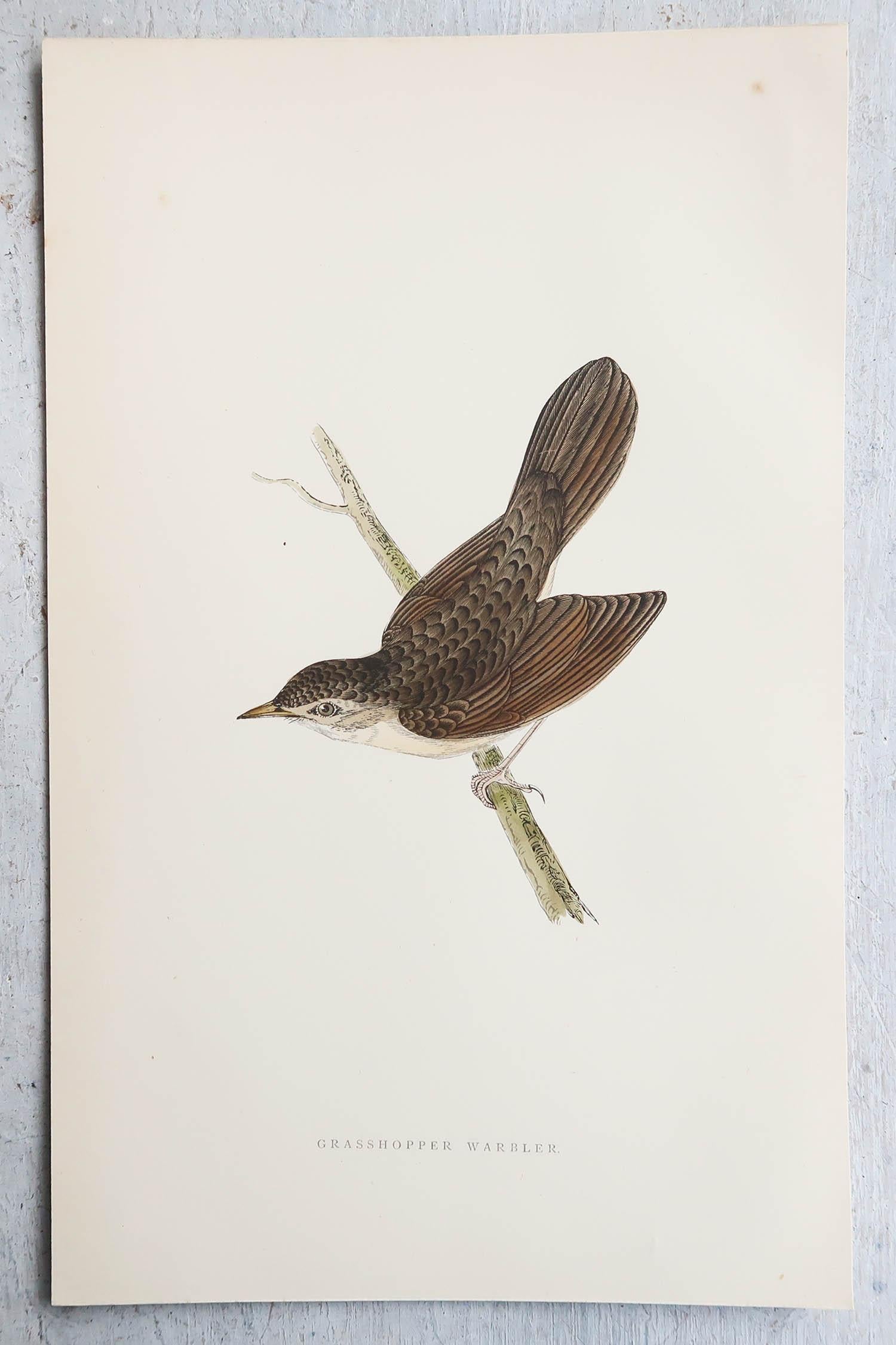 English Original Antique Print of a Grasshopper Warbler, circa 1880, 'Unframed' For Sale