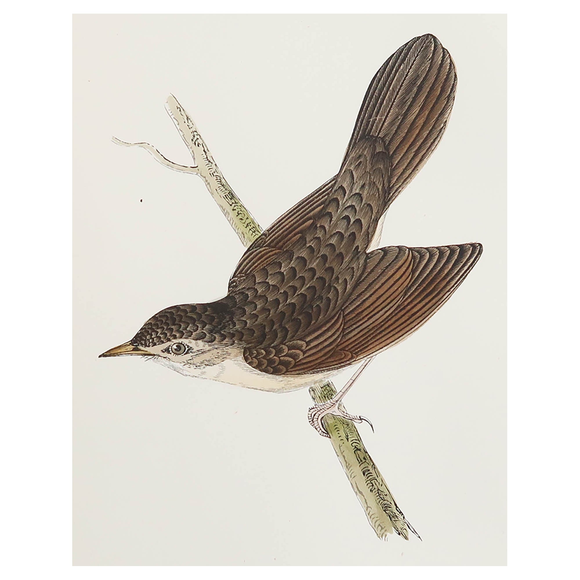 Original Antique Print of a Grasshopper Warbler, circa 1880, 'Unframed'