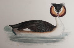 Original Antique Print of a Great Crested Grebe, circa 1880, 'Unframed'