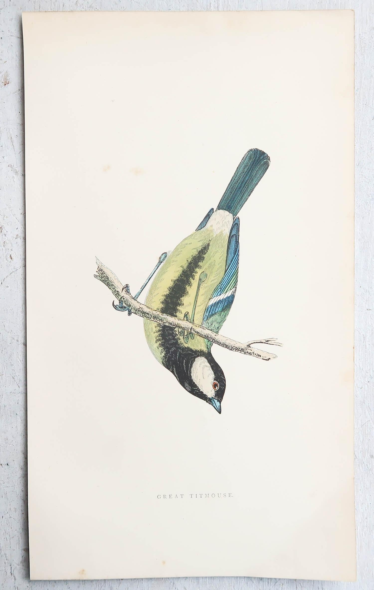 English Original Antique Print of a Great Titmouse, circa 1880, 'Unframed' For Sale