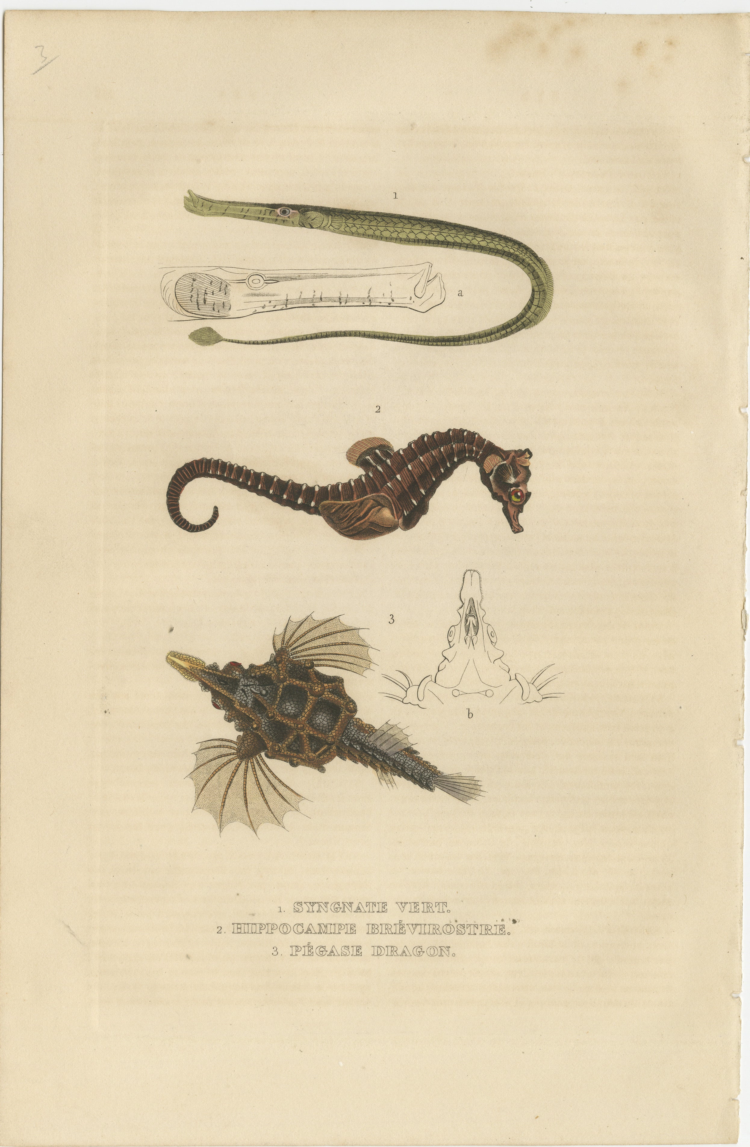 Here's a brief description of the animals mentioned on the orginal hand-colored antique print:

This antique print features marine creatures that present a captivating depiction of each species, highlighting their distinctive characteristics:

1.