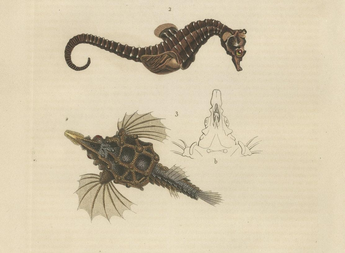 Original Antique Print of a Green Syngnate, a Seahorse and Little Dragonfish In Good Condition In Langweer, NL