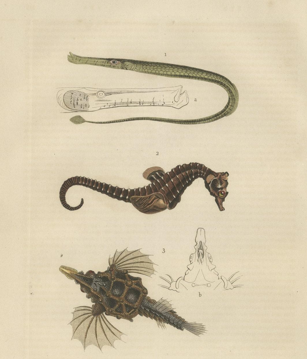 Mid-19th Century Original Antique Print of a Green Syngnate, a Seahorse and Little Dragonfish