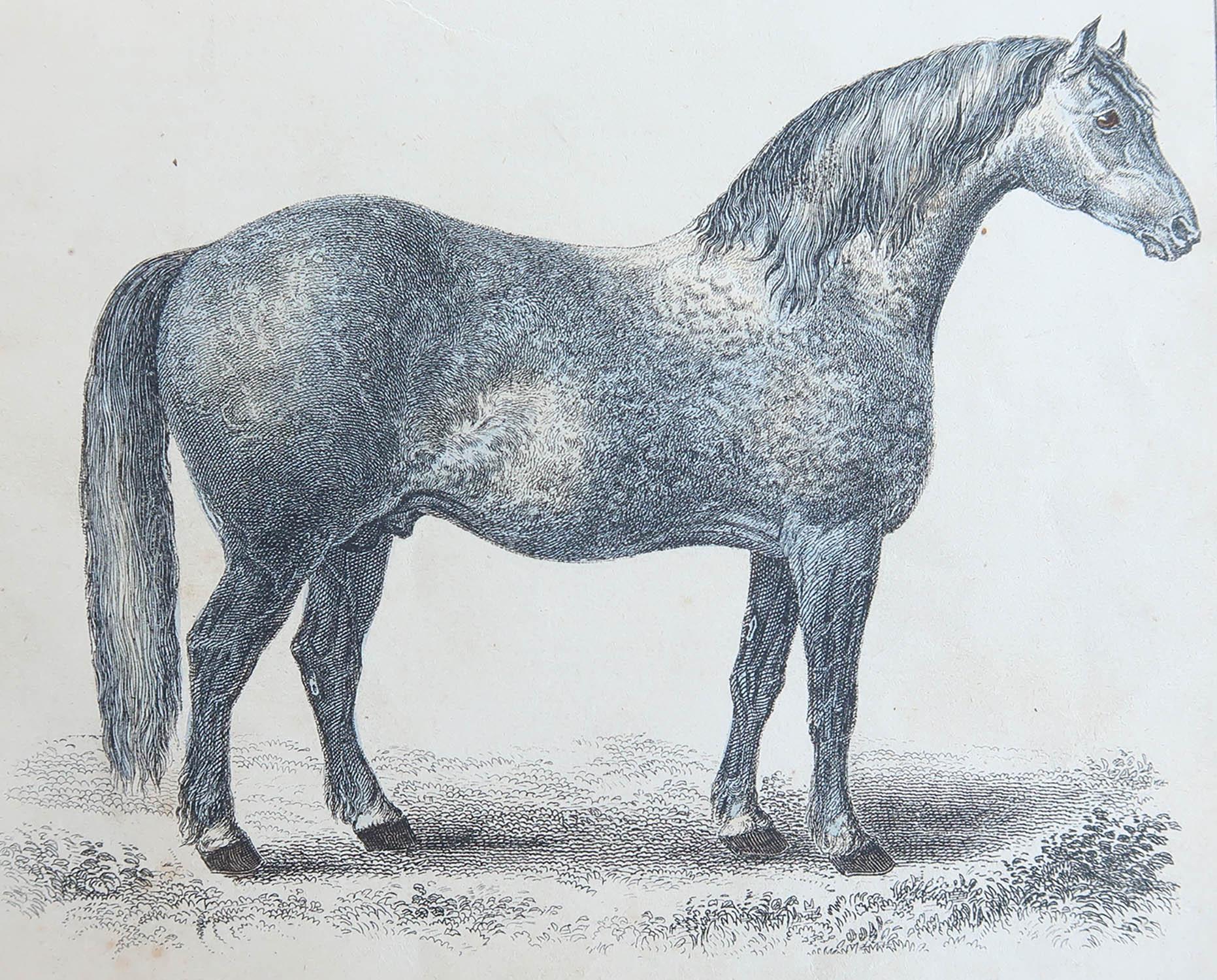 Belle image d'un cheval gris

Non encadré. Il vous donne la possibilité de réaliser un montage en utilisant les cadres de votre choix.

Lithographie d'après George Stubbs avec couleurs originales à la main.

Publié en 1847.

Livraison gratuite.




