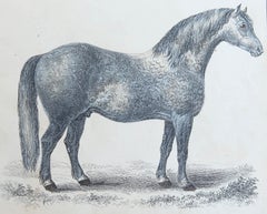 Original Antique Print of A Grey Horse, 1847 'Unframed'